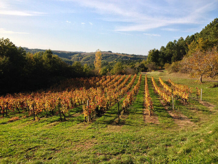 vignes